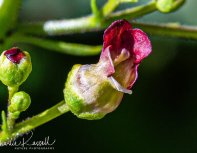 Desert figwort, Scrophularia desertorum