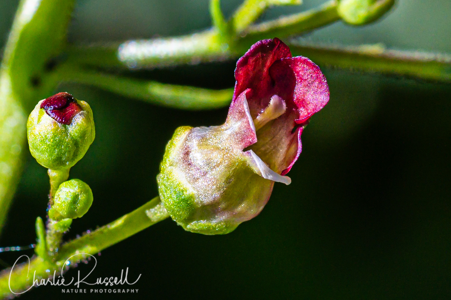 Desert figwort, Scrophularia desertorum