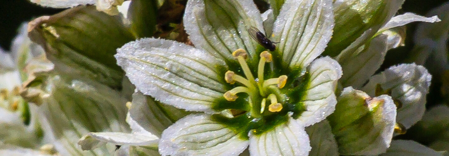 California corn lily (California false hellebore), Veratrum californicum var. californicum