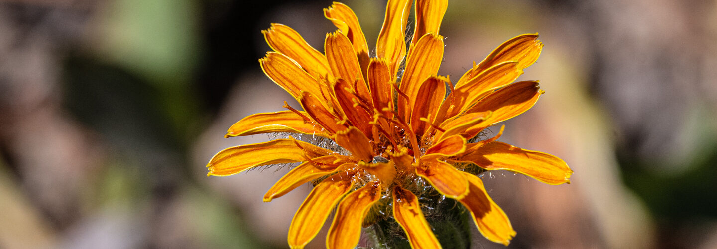 Tall agoseris, Agoseris ×elata