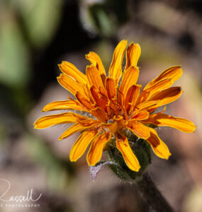 Tall agoseris, Agoseris Ă—elata
