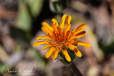 Tall agoseris, Agoseris ×elata