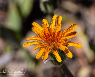 Tall agoseris, Agoseris ×elata