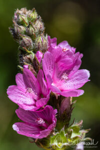 Oregon checkerbloom, Sidalcea oregana ssp. spicata