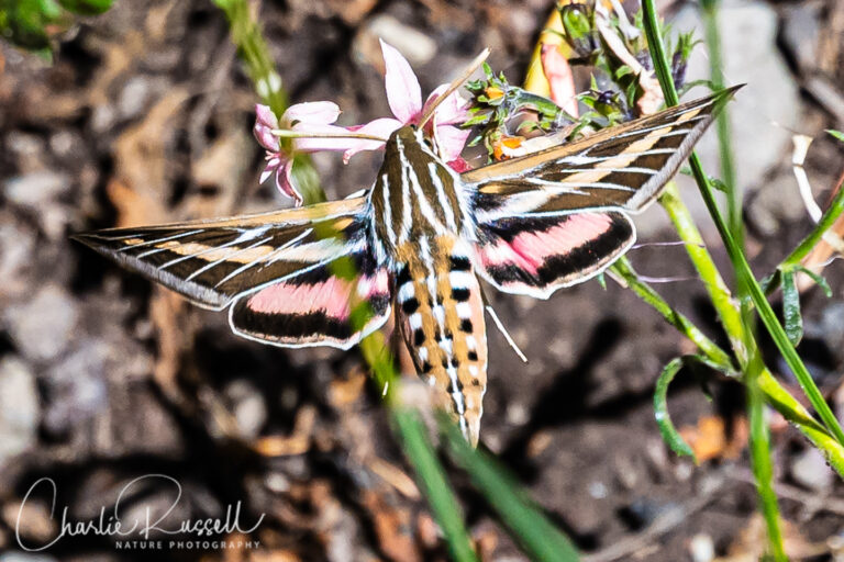 White-lined Sphinx Hyles lineata