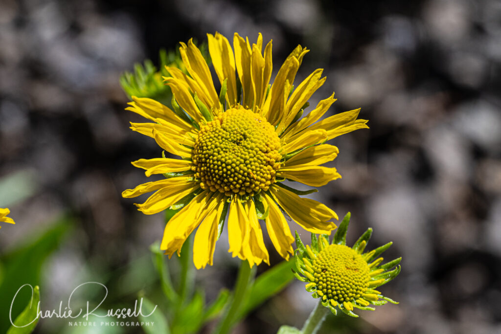 Owl's claws, Hymenoxys hoopesii