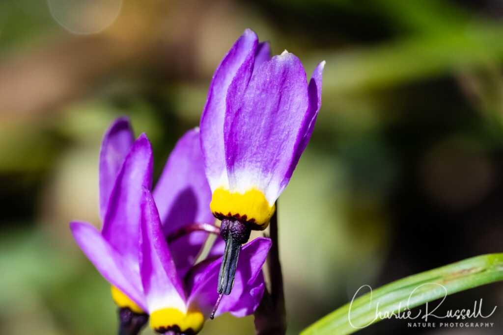 Alpine shooting star, Primula tetrandra