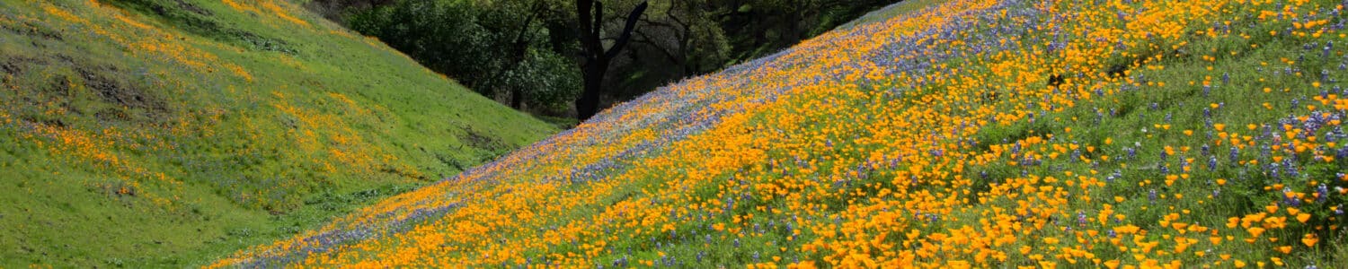 North Table Mountain Ecological Reserve