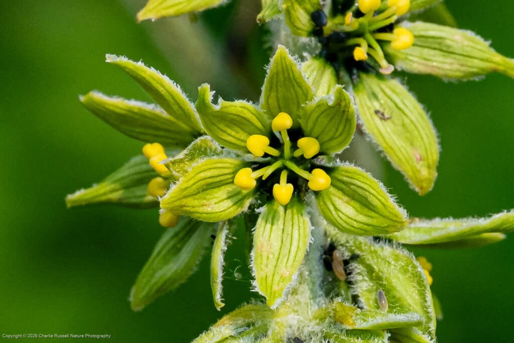 Western green false hellebore, Veratrum viride var. eschscholtzianum