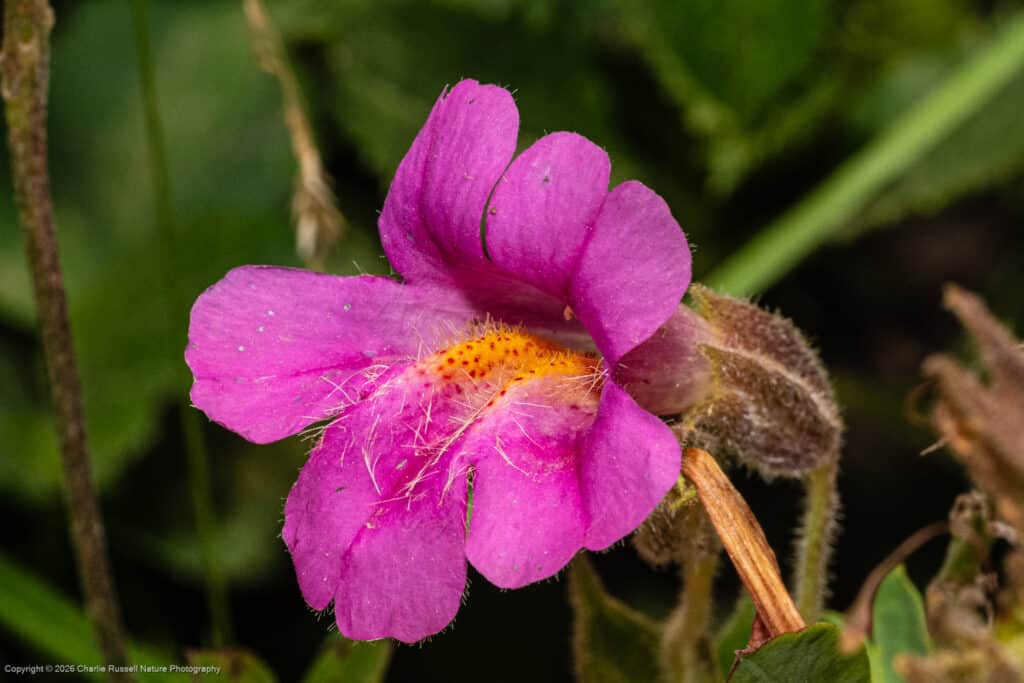 Lewis' monkeyflower, Erythranthe lewisii