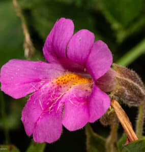 Lewis' monkeyflower, Erythranthe lewisii