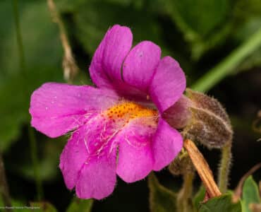 Lewis' monkeyflower, Erythranthe lewisii