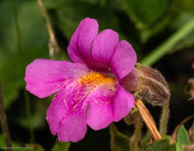 Lewis' monkeyflower, Erythranthe lewisii