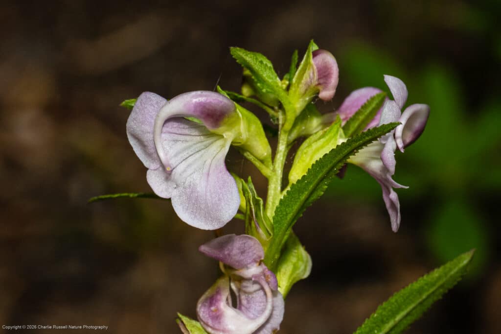Sickletop lousewort, Pedicularis racemosa