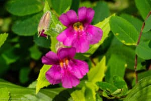 Lewis' Monkeyflower, Erythranthe lewisii