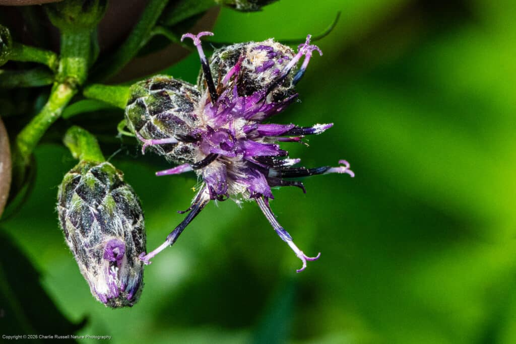 American saw-wort, Saussurea americana
