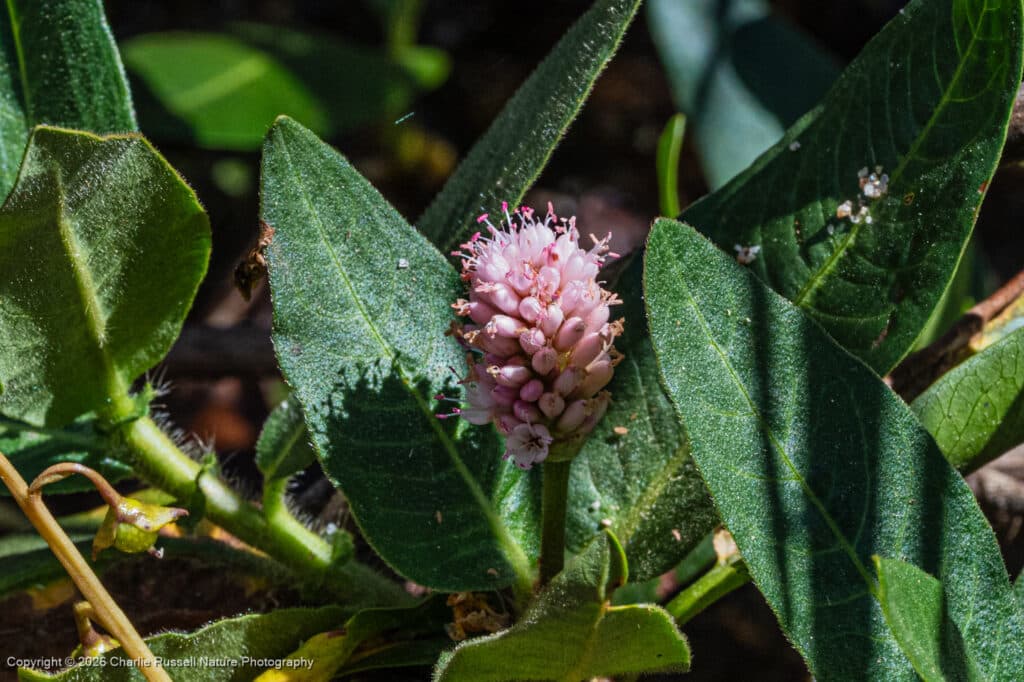 Water smartweed, Persicaria amphibia
