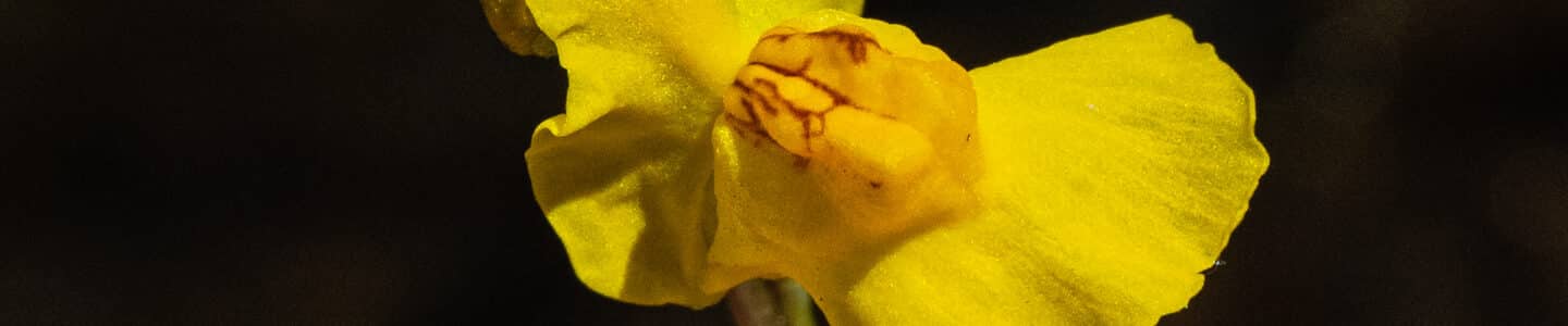 Common bladderwort, Utricularia macrorhiza
