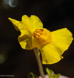 Common bladderwort, Utricularia macrorhiza
