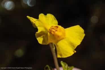 Common bladderwort, Utricularia macrorhiza