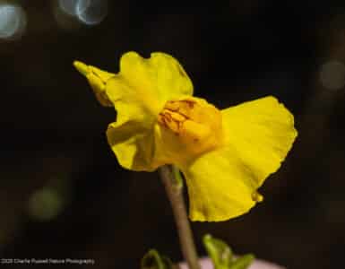 Common bladderwort, Utricularia macrorhiza