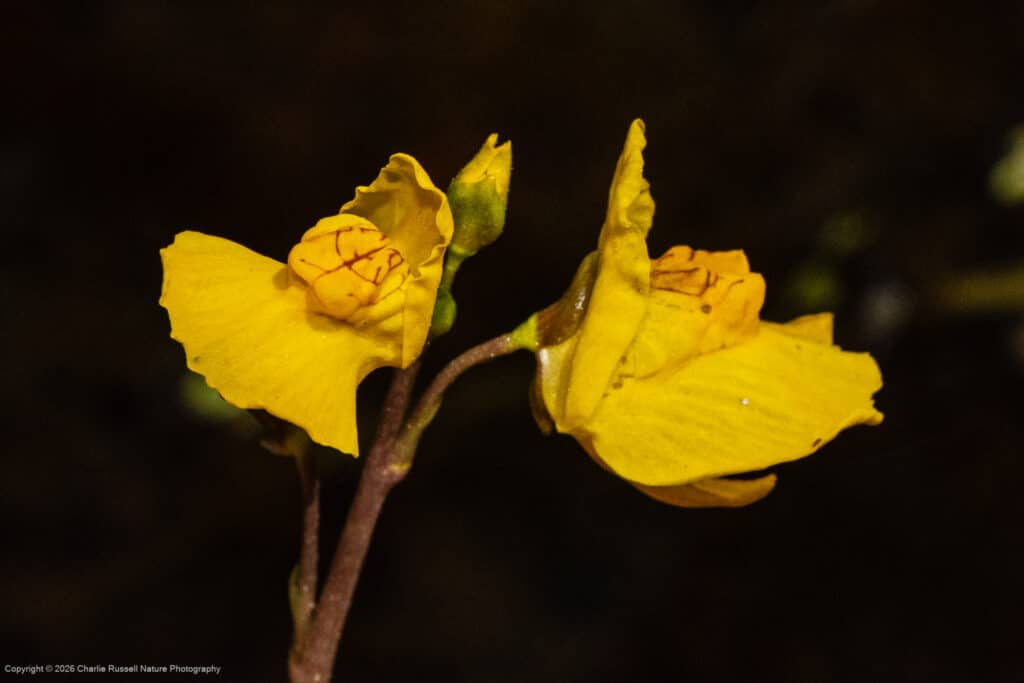 Common bladderwort, Utricularia macrorhiza