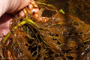 Roots of Common bladderwort, Utricularia macrorhiza. The brown lumps aren't seeds, those are bladders digesting prey.
