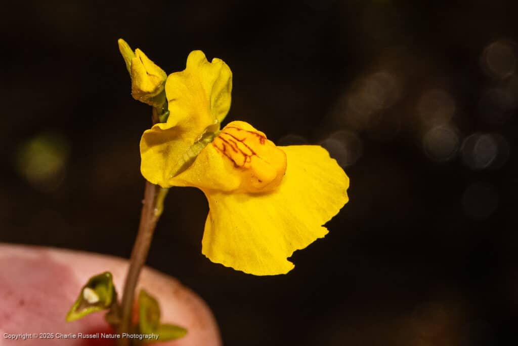 Common bladderwort, Utricularia macrorhiza