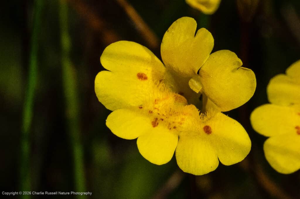Primrose monkeyflower, Erythranthe primuloides