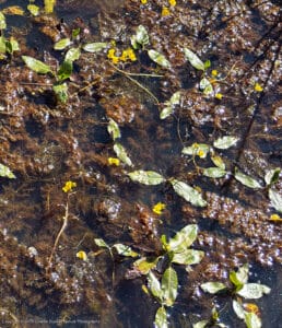 Common bladderwort, Utricularia macrorhiza