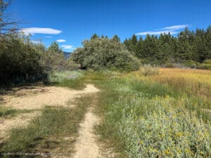 Path along Upper Truckee Marsh