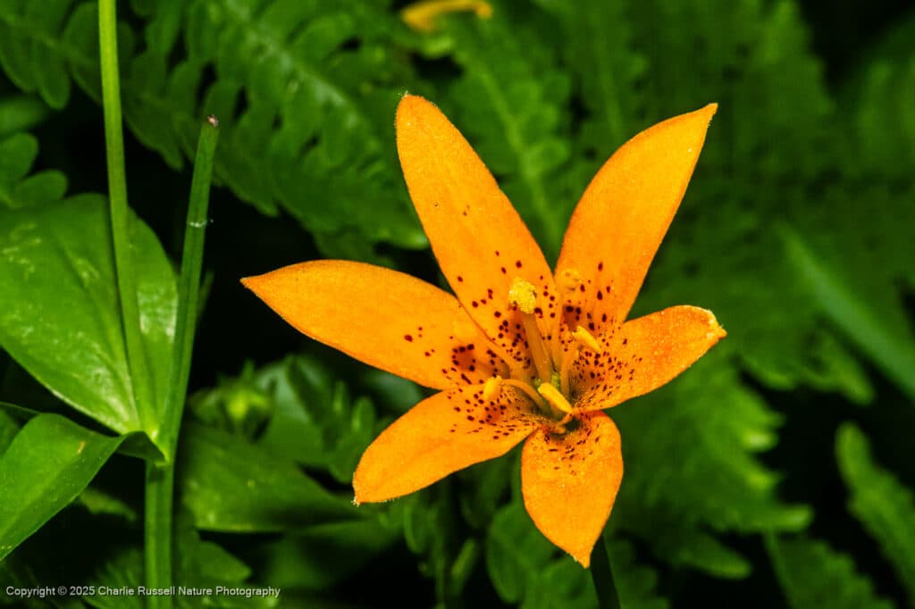 Alpine lily (aka Sierra tiger lily), Lilium parvum