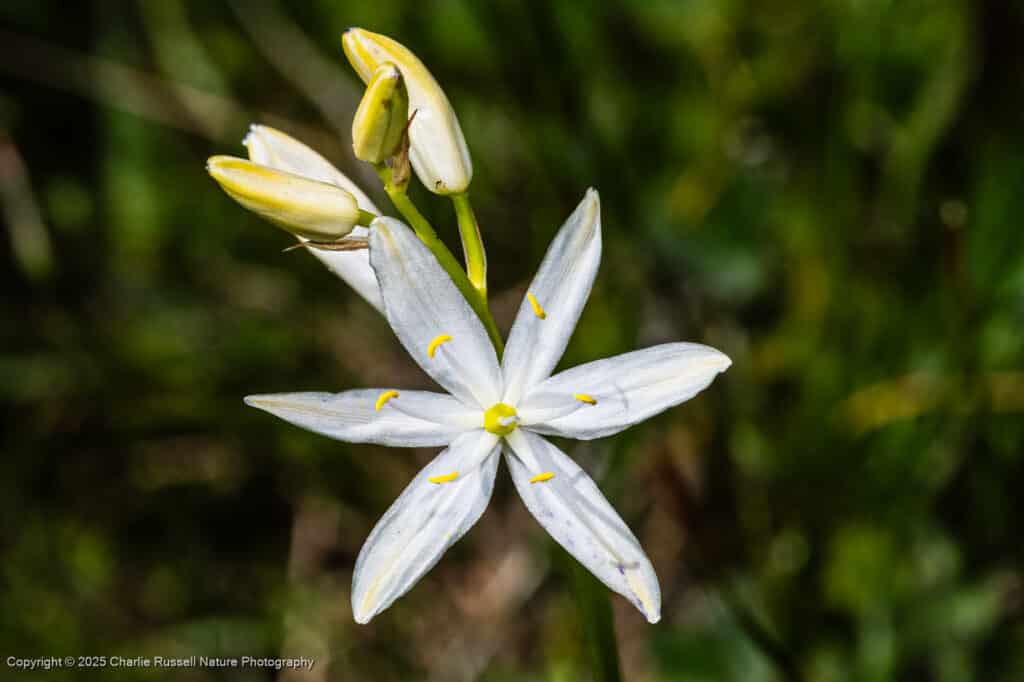 Small camas, Camassia quamash ssp. breviflora