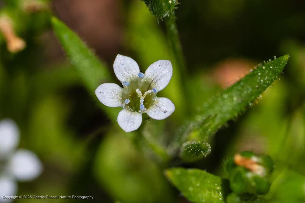 Staining collomia, Collomia tinctoria