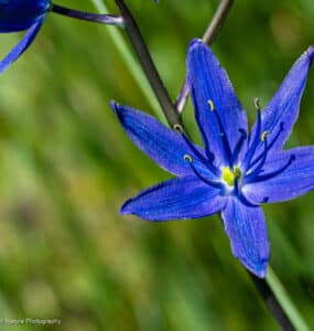 Small camas, Camassia quamash ssp. breviflora