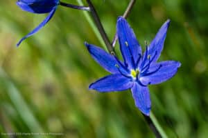 Small camas, Camassia quamash ssp. breviflora
