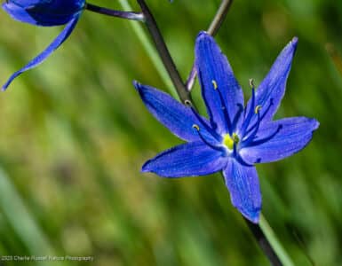 Small camas, Camassia quamash ssp. breviflora