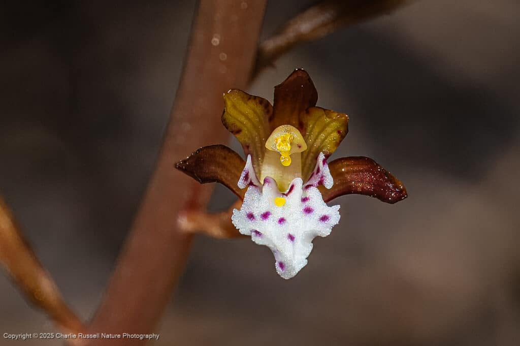 Spotted coralroot, Corallorhiza maculata