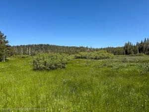 At last, Loney Meadow wildflowers!