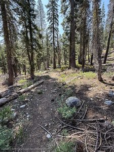 Start of the trail, into the woods