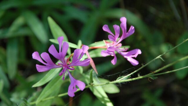 Clarkia concinna Red Ribbons, Clarkia concinna
