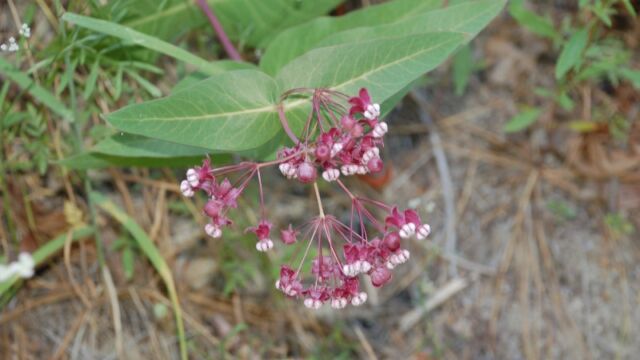 Asclepias cordifolia Purple Milkweed, Asclepias cordifolia