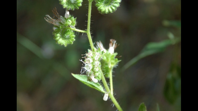Phacelia californica California Scorpion Weed, Phacelia californica