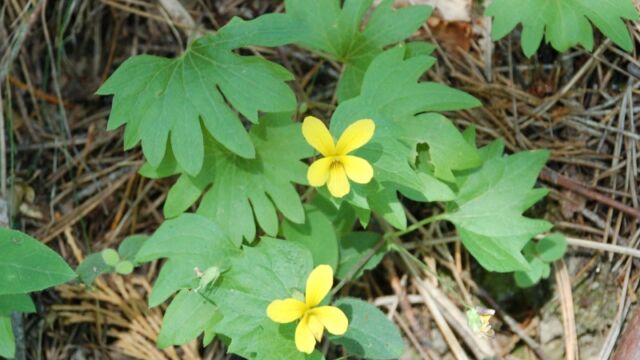 Viola lobata Pine Violet, Viola lobata