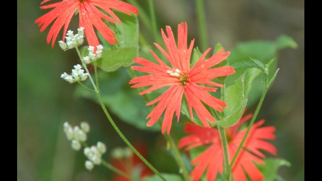 Silene californica California Indian Pink, Silene californica