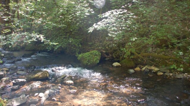 Stream near Feather Falls