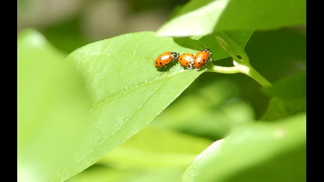 A few of the overwintering Ladybird Beetles hanging around Ladybird Beetles