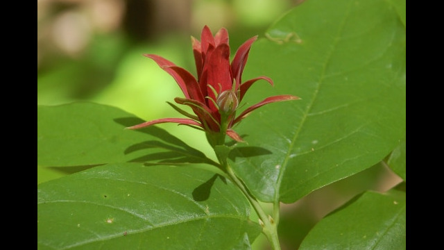 Calycanthus occidentalis Spicebush, Calycanthus occidentalis