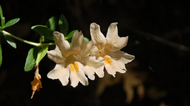 Mimulus aurantiacus Sticky Monkey Flower, Mimulus aurantiacus