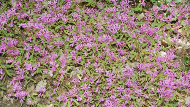 Clarkia concinna Red Ribbons, Clarkia concinna